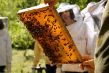 Herbs and Bees in Parcines