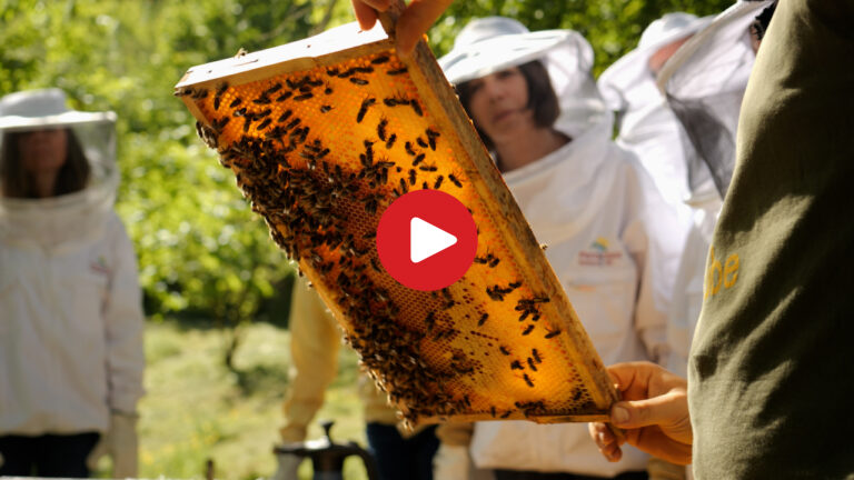 Herbs and Bees in Parcines