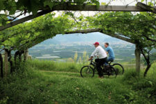 Sankt Pauls Winery