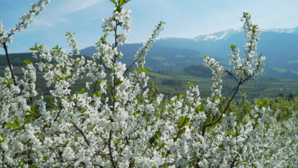 Spring in Valle Isarco
