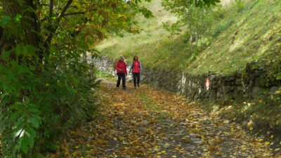 The Chestnut Trail of Villandro