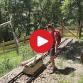 The Woodcutter's Trail