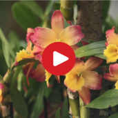 Il mondo delle orchidee